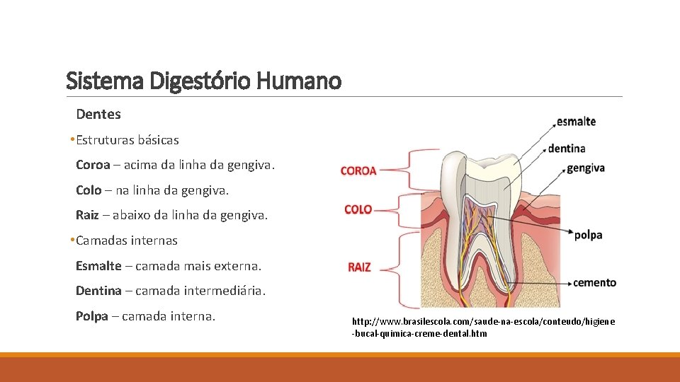 Sistema Digestório Humano Dentes • Estruturas básicas Coroa – acima da linha da gengiva.