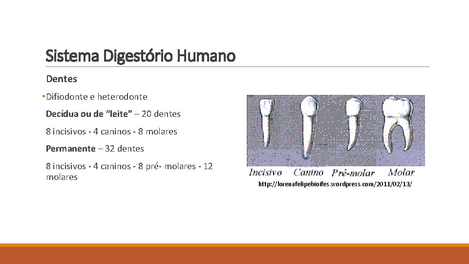 Sistema Digestório Humano Dentes • Difiodonte e heterodonte Decídua ou de “leite” – 20