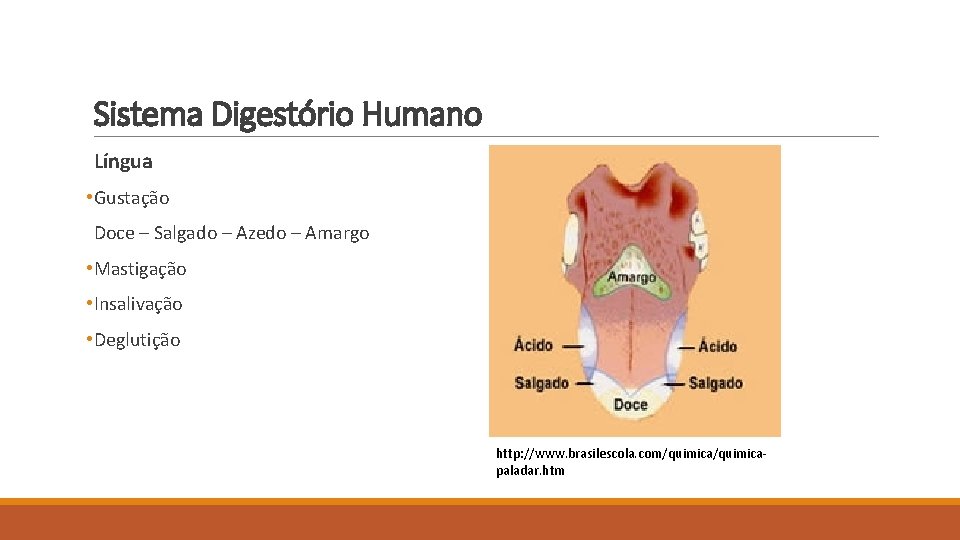 Sistema Digestório Humano Língua • Gustação Doce – Salgado – Azedo – Amargo •