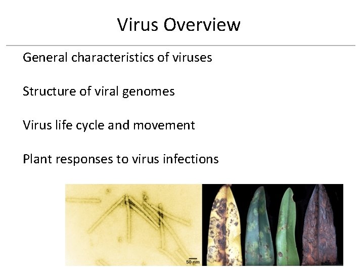 Virus Overview General characteristics of viruses Structure of viral genomes Virus life cycle and