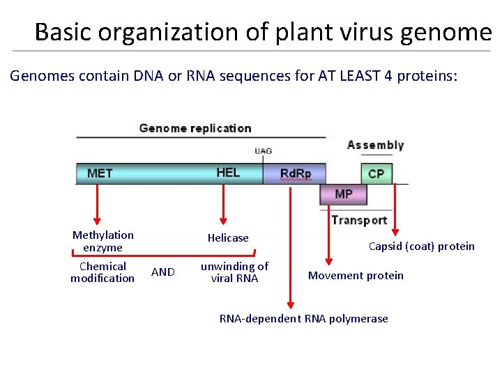 Basic organization of plant virus genome Genomes contain DNA or RNA sequences for AT