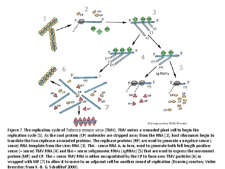 Figure 7. The replication cycle of Tobacco mosaic virus (TMV). TMV enters a wounded