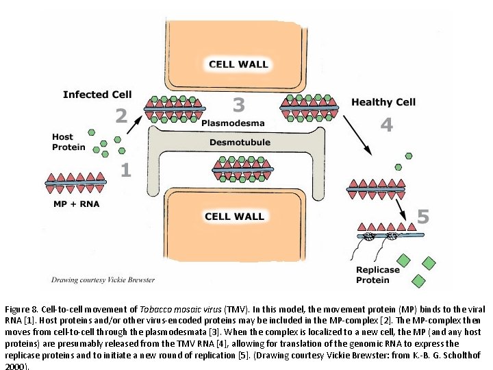 Figure 8. Cell-to-cell movement of Tobacco mosaic virus (TMV). In this model, the movement