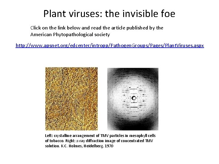 Plant viruses: the invisible foe Click on the link below and read the article