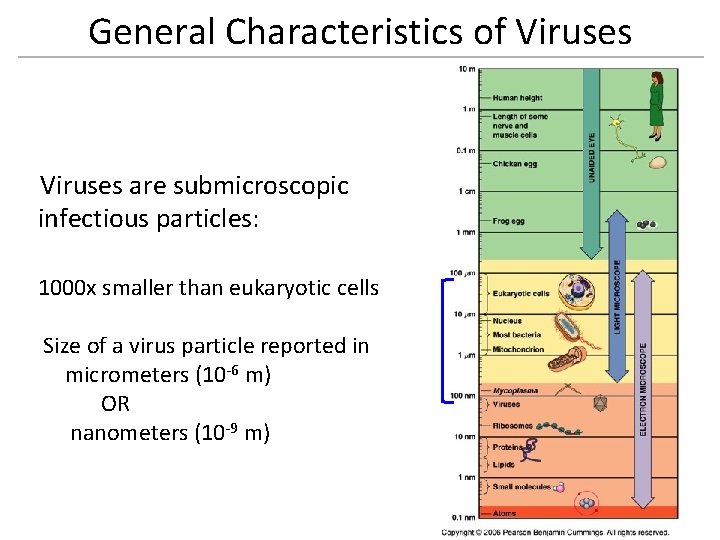 General Characteristics of Viruses are submicroscopic infectious particles: 1000 x smaller than eukaryotic cells