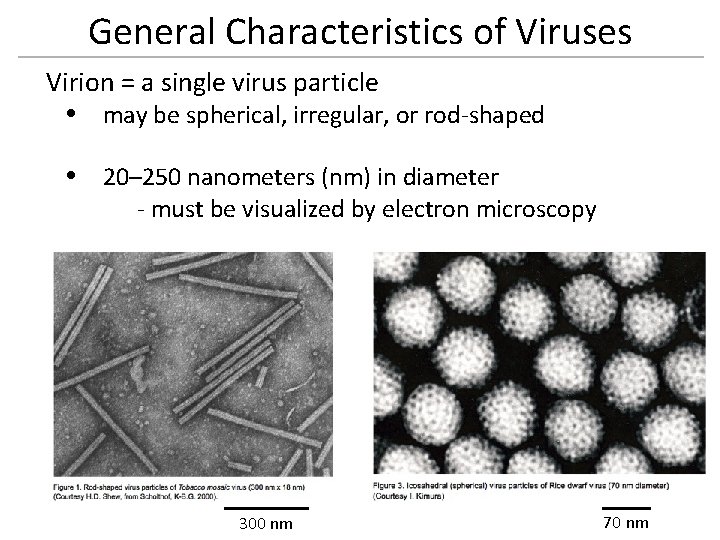 General Characteristics of Viruses Virion = a single virus particle may be spherical, irregular,