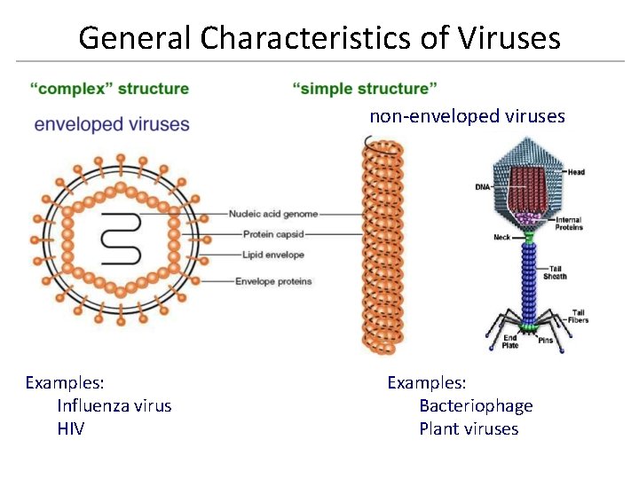 General Characteristics of Viruses non-enveloped viruses Examples: Influenza virus HIV Examples: Bacteriophage Plant viruses