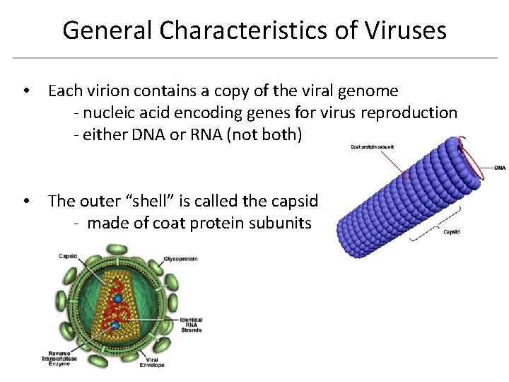 General Characteristics of Viruses Each virion contains a copy of the viral genome -