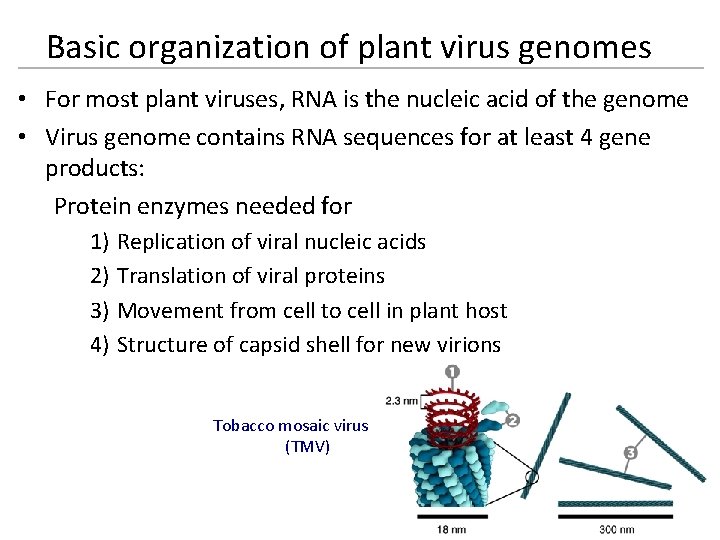 Basic organization of plant virus genomes • For most plant viruses, RNA is the