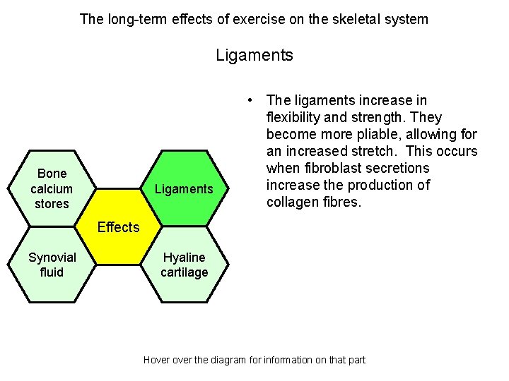 The long-term effects of exercise on the skeletal system Ligaments Bone calcium stores Ligaments