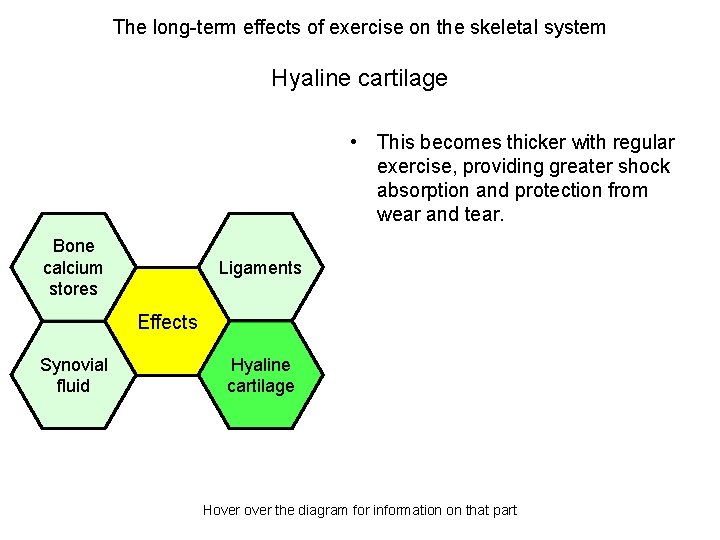 The long-term effects of exercise on the skeletal system Hyaline cartilage • This becomes