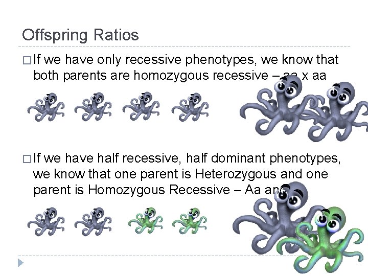 Offspring Ratios � If we have only recessive phenotypes, we know that both parents