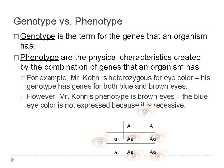 Genotype vs. Phenotype � Genotype is the term for the genes that an organism