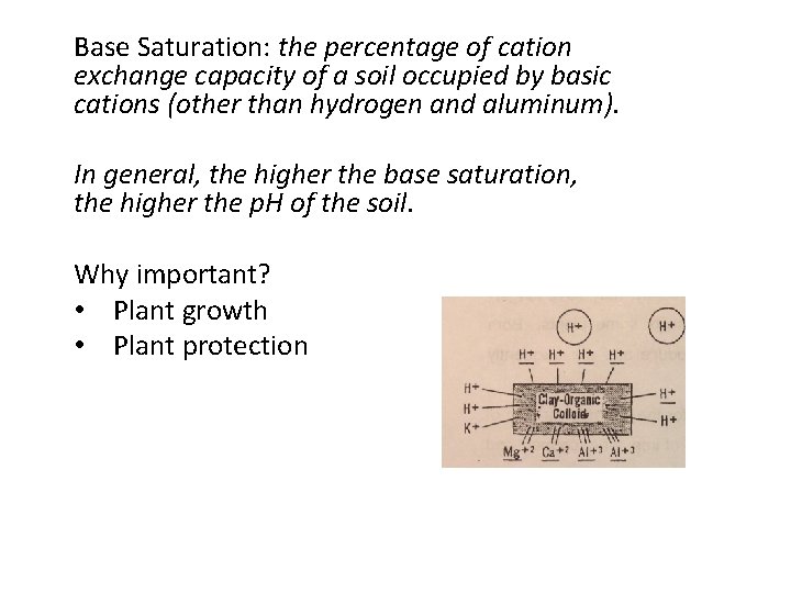Base Saturation: the percentage of cation exchange capacity of a soil occupied by basic