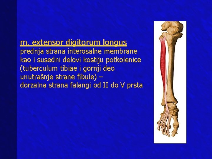 m. extensor digitorum longus prednja strana interosalne membrane kao i susedni delovi kostiju potkolenice