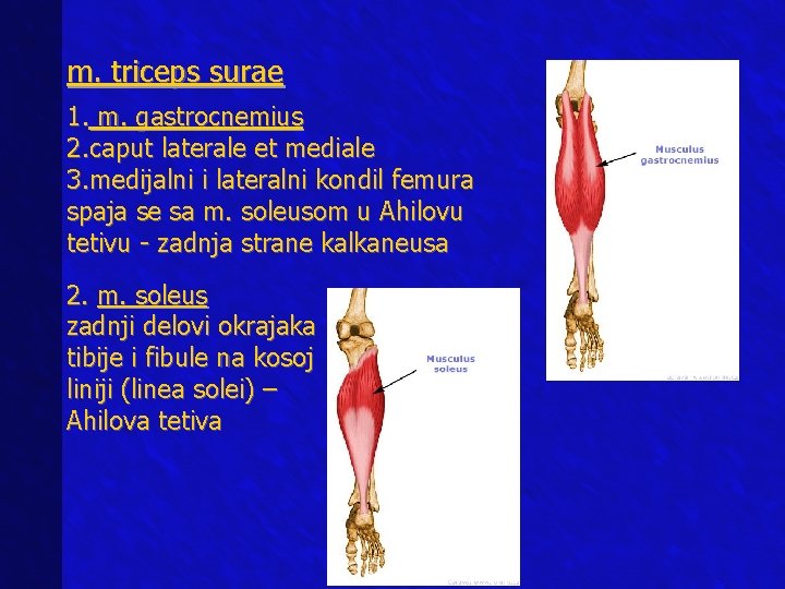 m. triceps surae 1. m. gastrocnemius 2. caput laterale et mediale 3. medijalni i