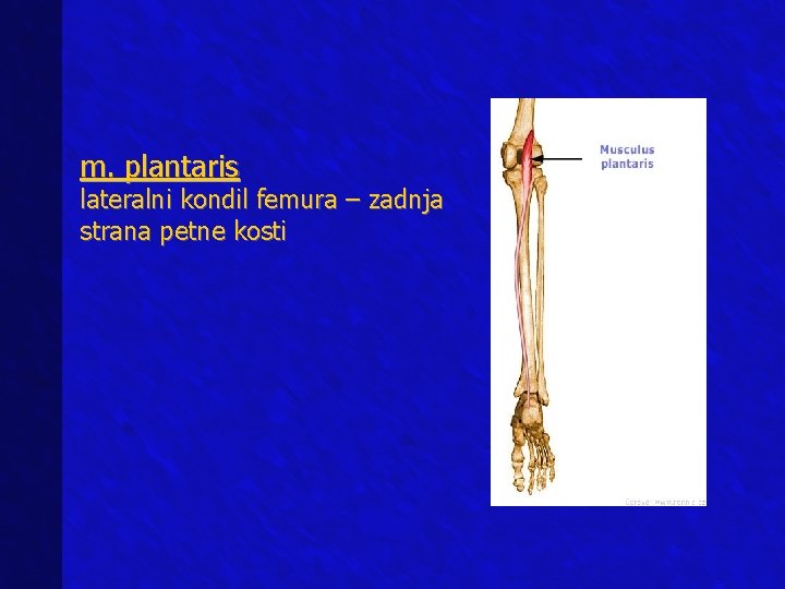 m. plantaris lateralni kondil femura – zadnja strana petne kosti 