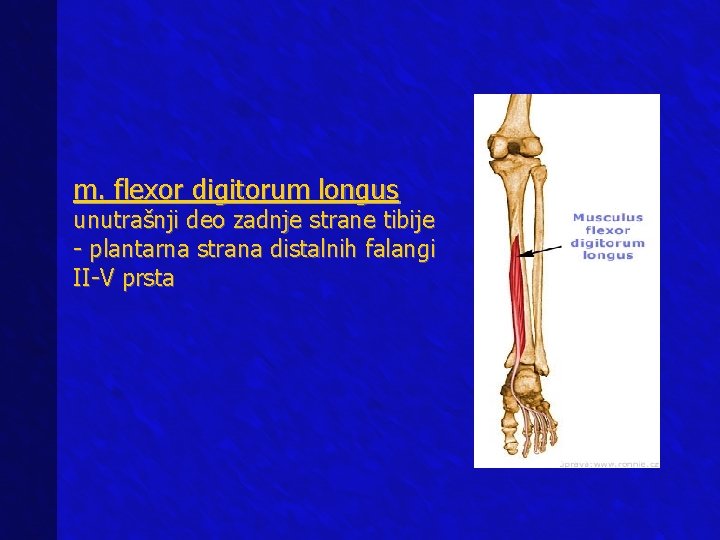 m. flexor digitorum longus unutrašnji deo zadnje strane tibije - plantarna strana distalnih falangi