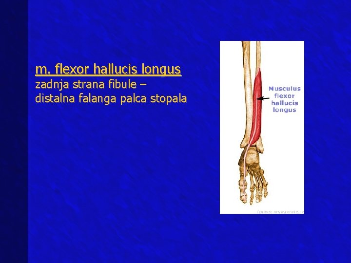 m. flexor hallucis longus zadnja strana fibule – distalna falanga palca stopala 