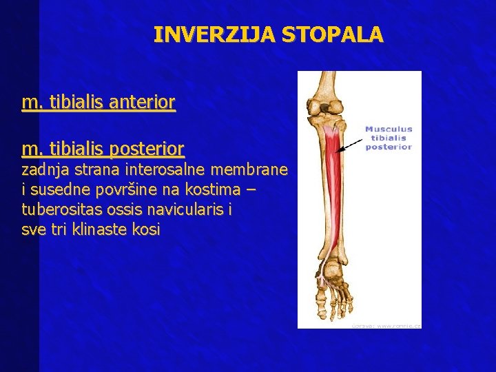 INVERZIJA STOPALA m. tibialis anterior m. tibialis posterior zadnja strana interosalne membrane i susedne