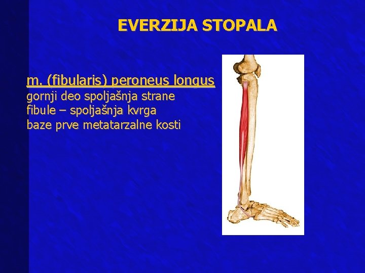 EVERZIJA STOPALA m. (fibularis) peroneus longus gornji deo spoljašnja strane fibule – spoljašnja kvrga