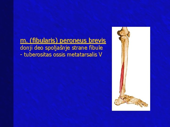 m. (fibularis) peroneus brevis donji deo spoljašnje strane fibule - tuberositas ossis metatarsalis V