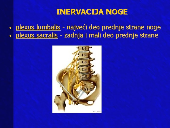 INERVACIJA NOGE • • plexus lumbalis - najveći deo prednje strane noge plexus sacralis