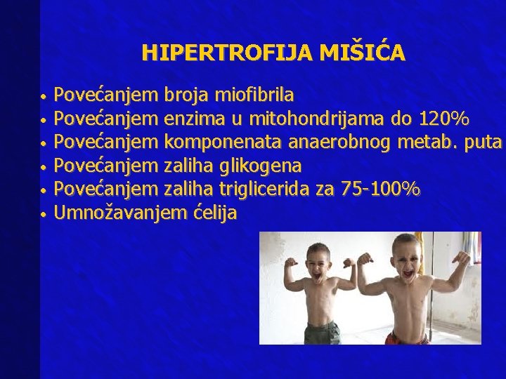 HIPERTROFIJA MIŠIĆA Povećanjem broja miofibrila • Povećanjem enzima u mitohondrijama do 120% • Povećanjem