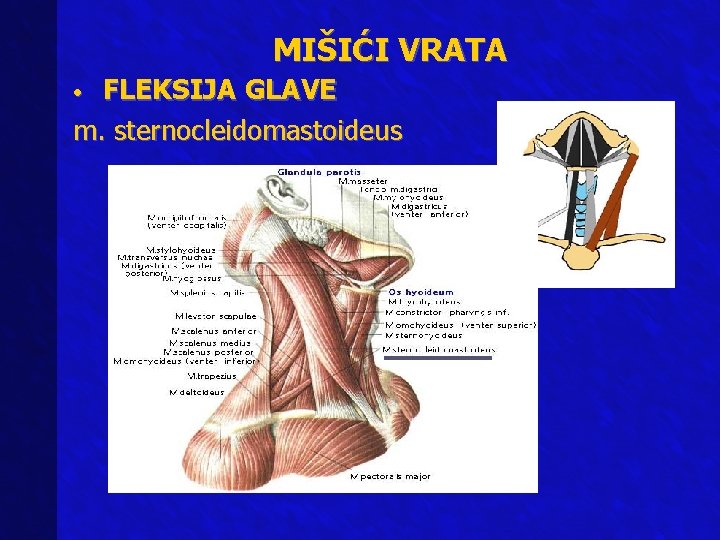 MIŠIĆI VRATA FLEKSIJA GLAVE m. sternocleidomastoideus • 