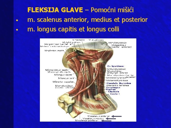  • • FLEKSIJA GLAVE – Pomoćni mišići m. scalenus anterior, medius et posterior