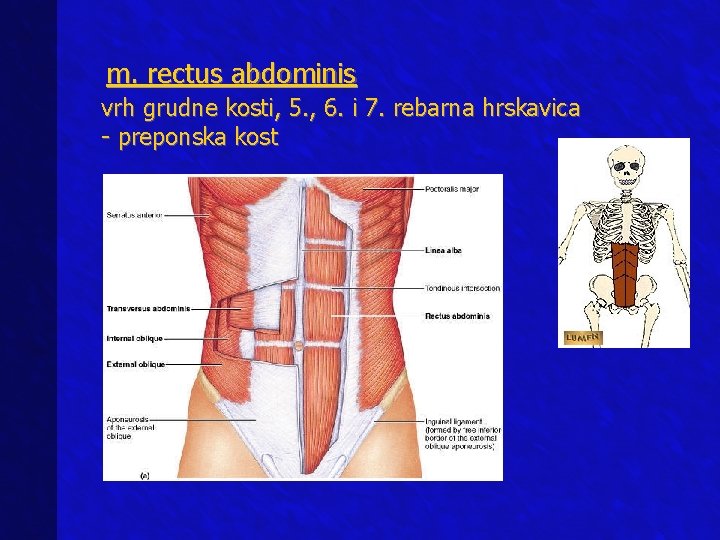 m. rectus abdominis vrh grudne kosti, 5. , 6. i 7. rebarna hrskavica -