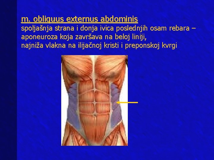 m. obliquus externus abdominis spoljašnja strana i donja ivica poslednjih osam rebara – aponeuroza