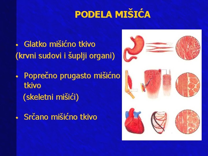 PODELA MIŠIĆA Glatko mišićno tkivo (krvni sudovi i šuplji organi) • • Poprečno prugasto