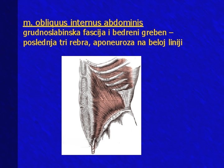 m. obliquus internus abdominis grudnoslabinska fascija i bedreni greben – poslednja tri rebra, aponeuroza