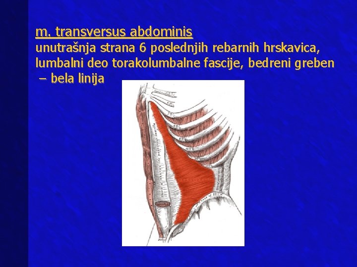 m. transversus abdominis unutrašnja strana 6 poslednjih rebarnih hrskavica, lumbalni deo torakolumbalne fascije, bedreni