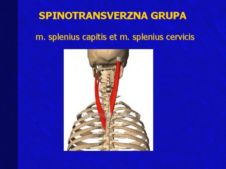 SPINOTRANSVERZNA GRUPA m. splenius capitis et m. splenius cervicis 