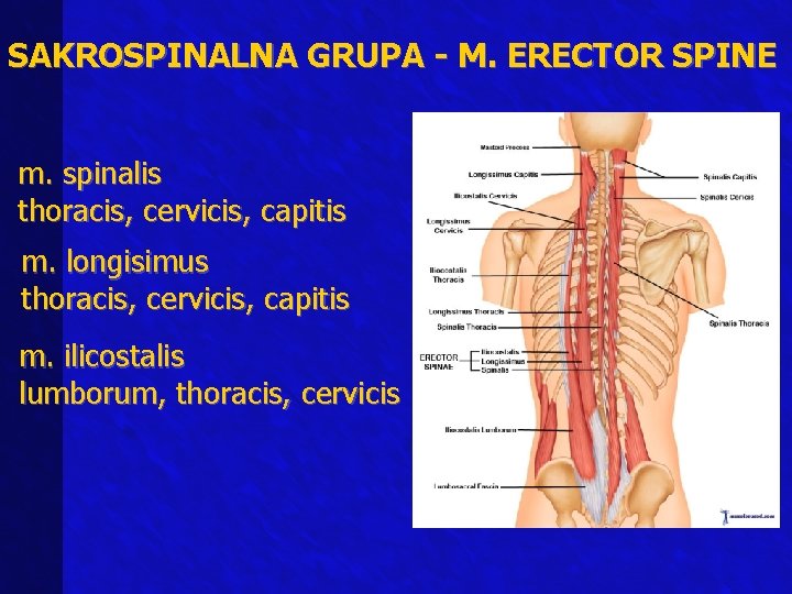 SAKROSPINALNA GRUPA - M. ERECTOR SPINE m. spinalis thoracis, cervicis, capitis m. longisimus thoracis,