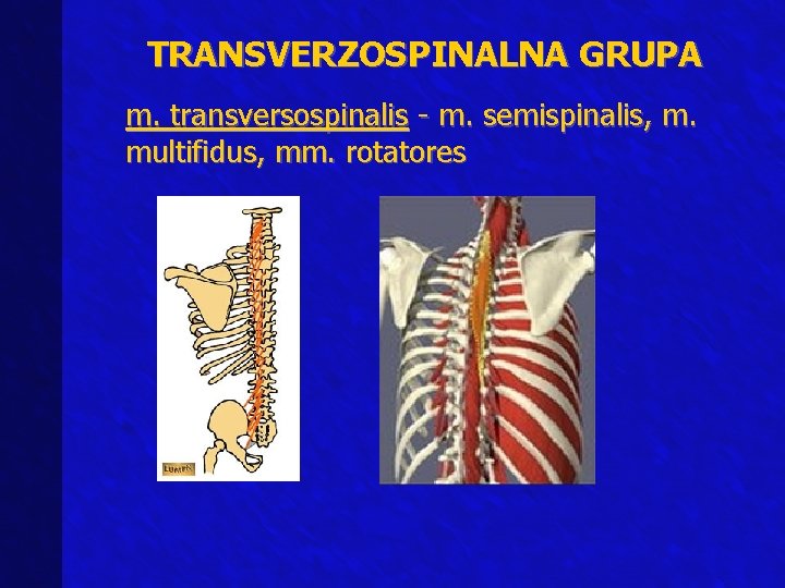 TRANSVERZOSPINALNA GRUPA m. transversospinalis - m. semispinalis, m. multifidus, mm. rotatores 