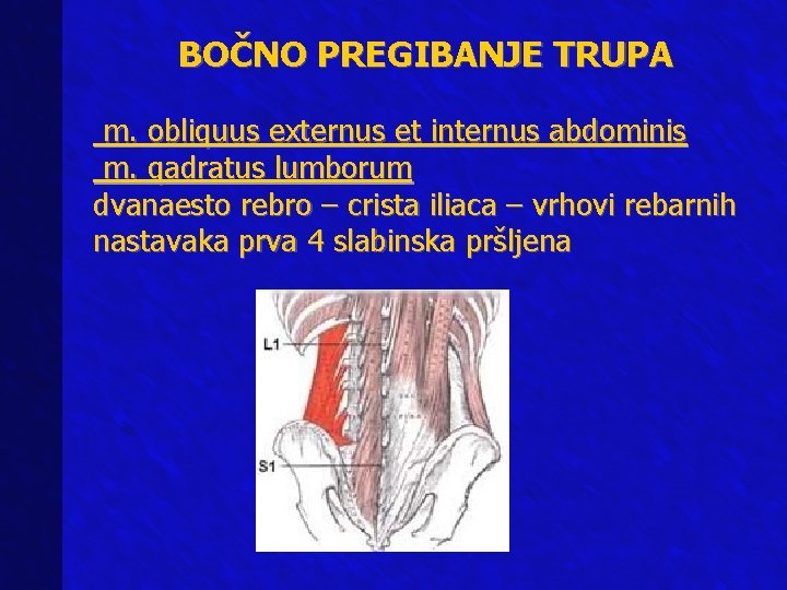 BOČNO PREGIBANJE TRUPA m. obliquus externus et internus abdominis m. qadratus lumborum dvanaesto rebro