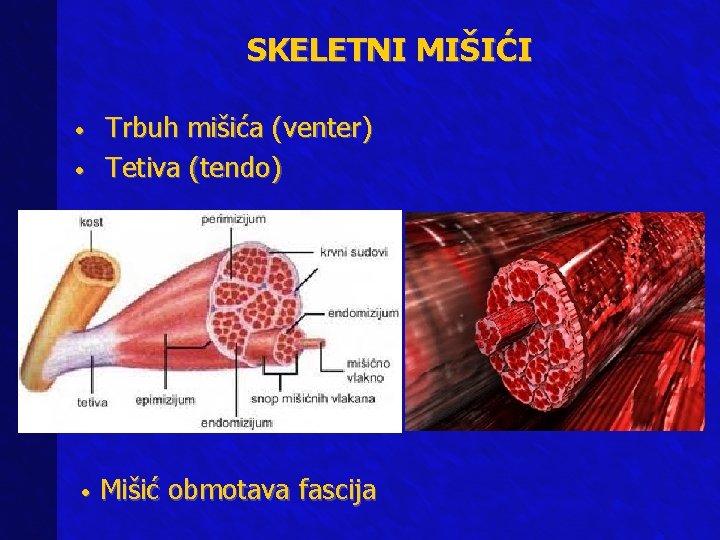 SKELETNI MIŠIĆI • Trbuh mišića (venter) Tetiva (tendo) • Mišić obmotava fascija • 