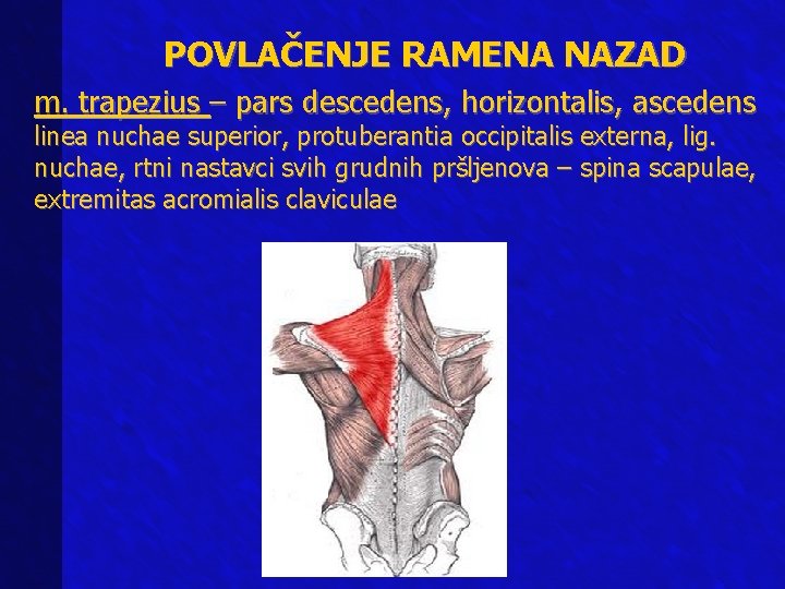 POVLAČENJE RAMENA NAZAD m. trapezius – pars descedens, horizontalis, ascedens linea nuchae superior, protuberantia