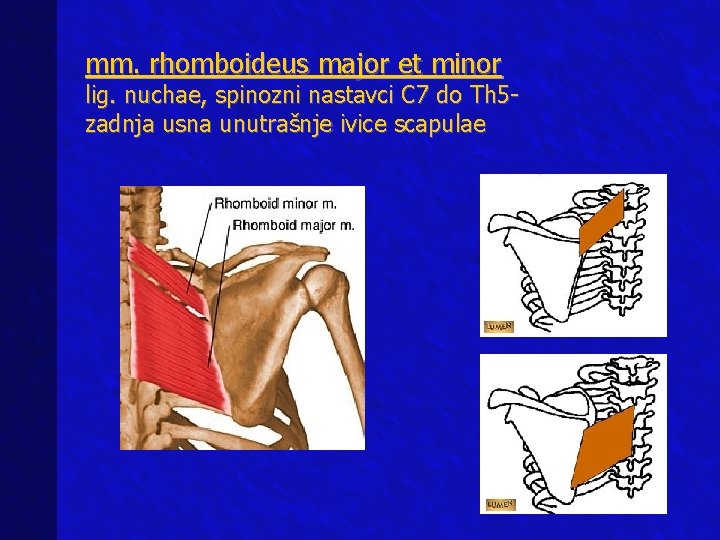 mm. rhomboideus major et minor lig. nuchae, spinozni nastavci C 7 do Th 5