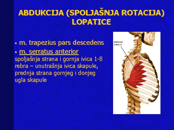 ABDUKCIJA (SPOLJAŠNJA ROTACIJA) LOPATICE m. trapezius pars descedens • m. serratus anterior • spoljašnja