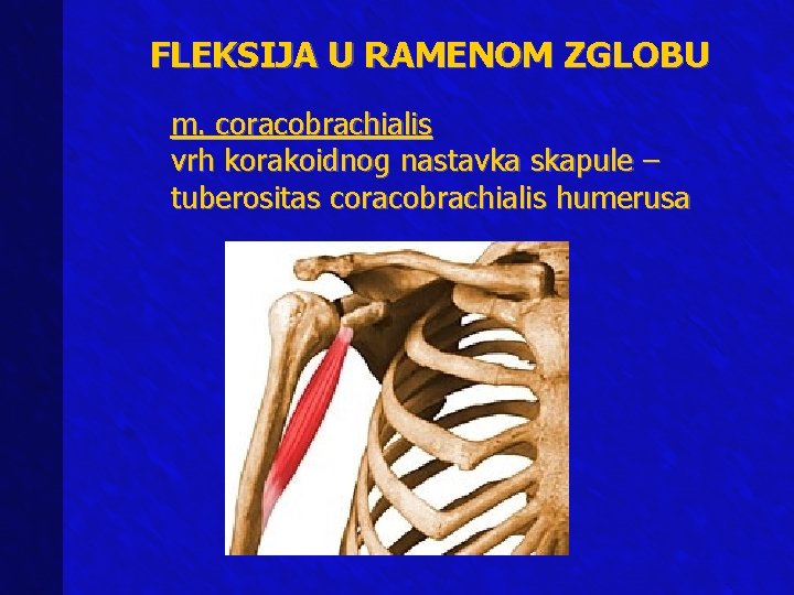 FLEKSIJA U RAMENOM ZGLOBU m. coracobrachialis vrh korakoidnog nastavka skapule – tuberositas coracobrachialis humerusa