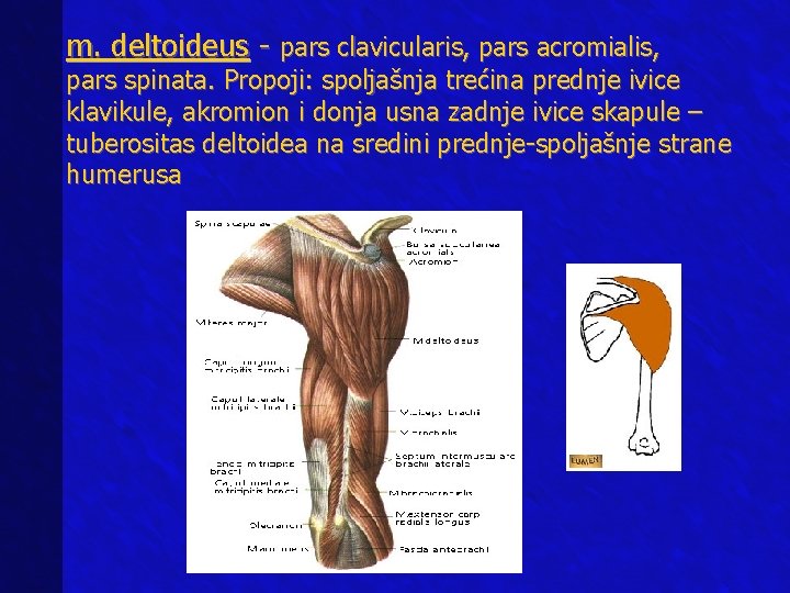 m. deltoideus - pars clavicularis, pars acromialis, pars spinata. Propoji: spoljašnja trećina prednje ivice