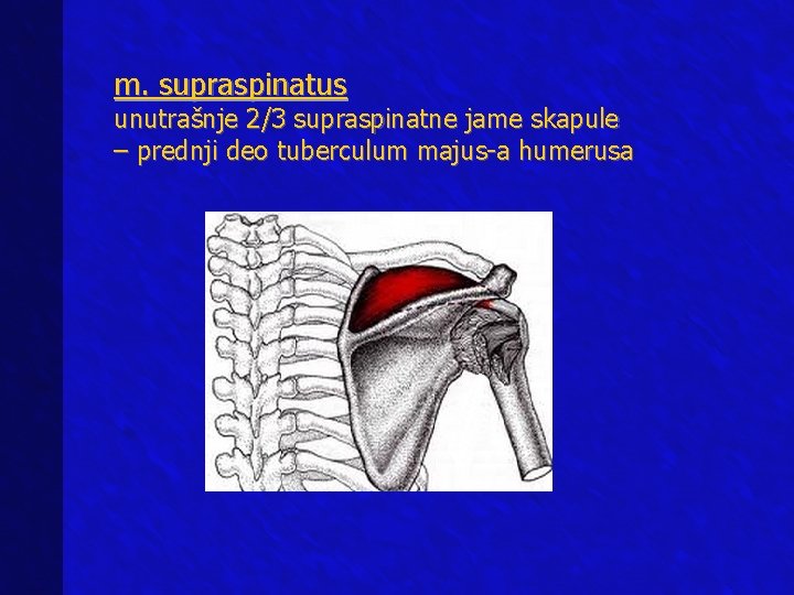m. supraspinatus unutrašnje 2/3 supraspinatne jame skapule – prednji deo tuberculum majus-a humerusa 
