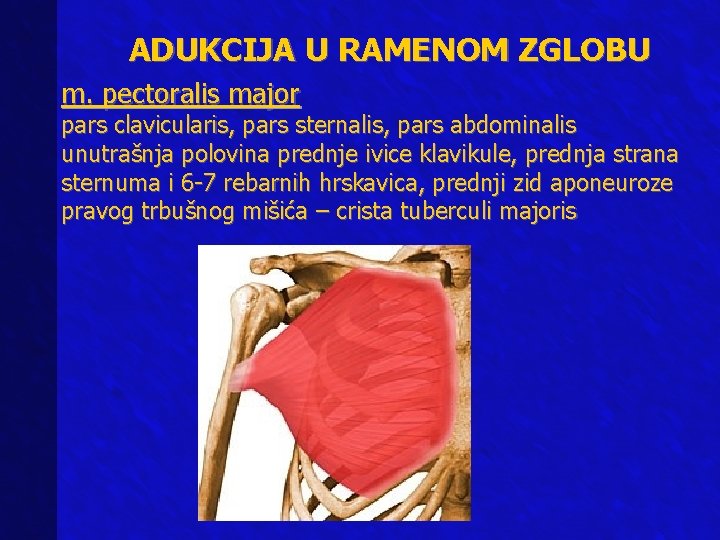 ADUKCIJA U RAMENOM ZGLOBU m. pectoralis major pars clavicularis, pars sternalis, pars abdominalis unutrašnja