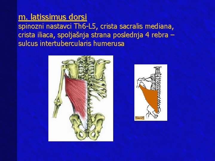 m. latissimus dorsi spinozni nastavci Th 6 -L 5, crista sacralis mediana, crista iliaca,