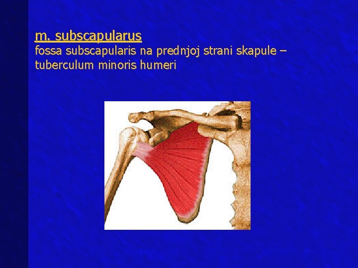 m. subscapularus fossa subscapularis na prednjoj strani skapule – tuberculum minoris humeri 