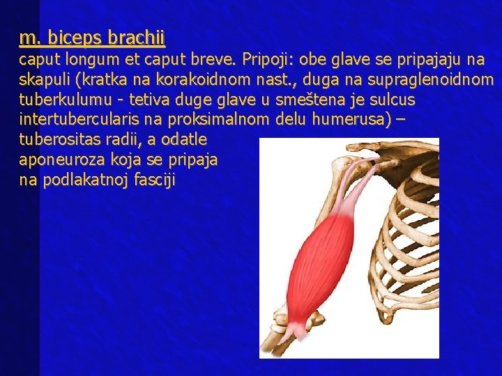 m. biceps brachii caput longum et caput breve. Pripoji: obe glave se pripajaju na